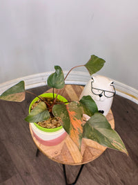 Homalomena Pink Diamond