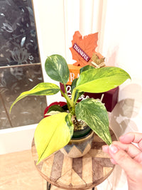 Philodendron White Wizard Tricolour