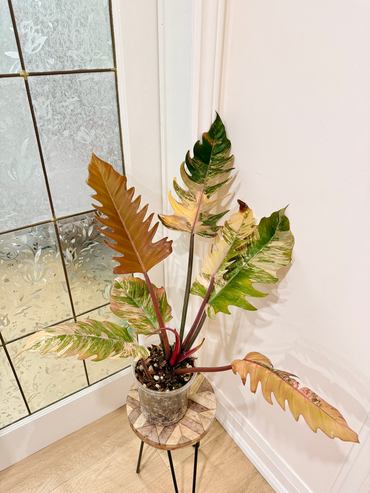 Philodendron Caramel Marble