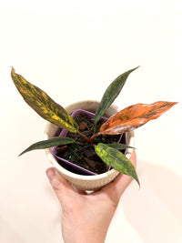 Philodendron Caramel Fire Tiger