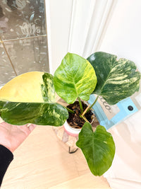 Philodendron White Knight Aurea/Tricolour