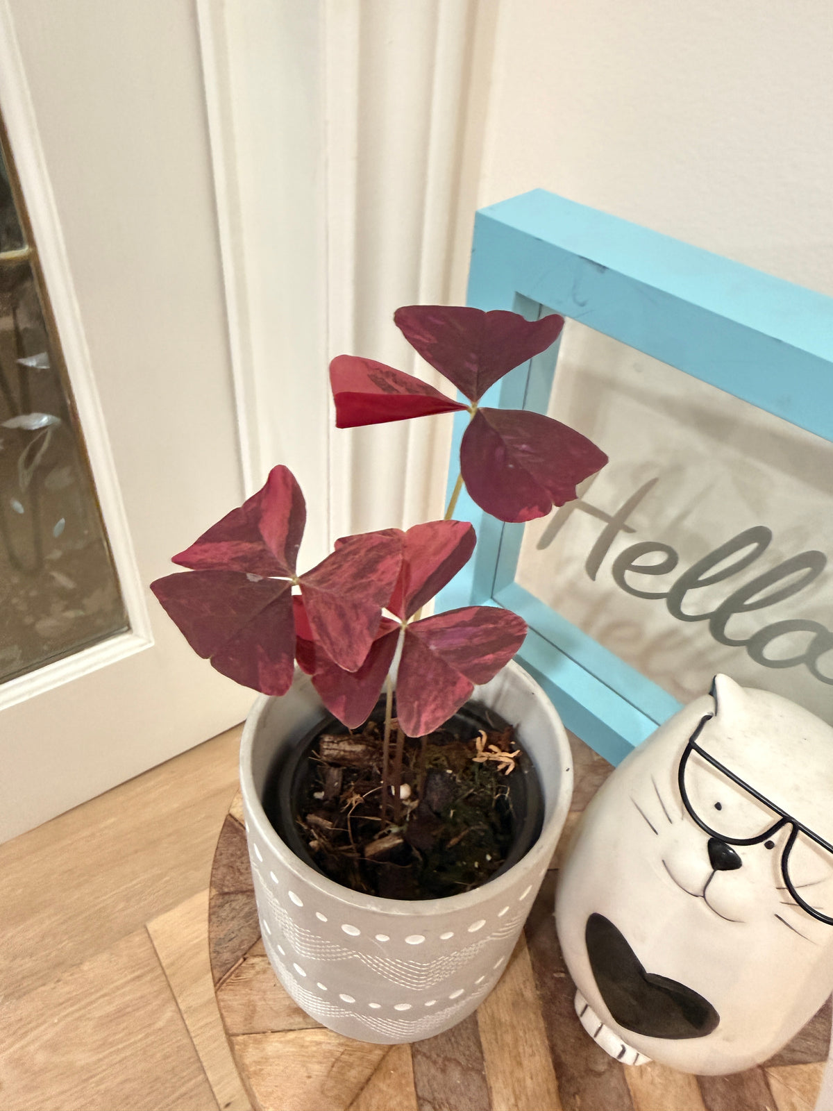 Oxalis Triangularis Variegated – Rare Tropical Plants Canada
