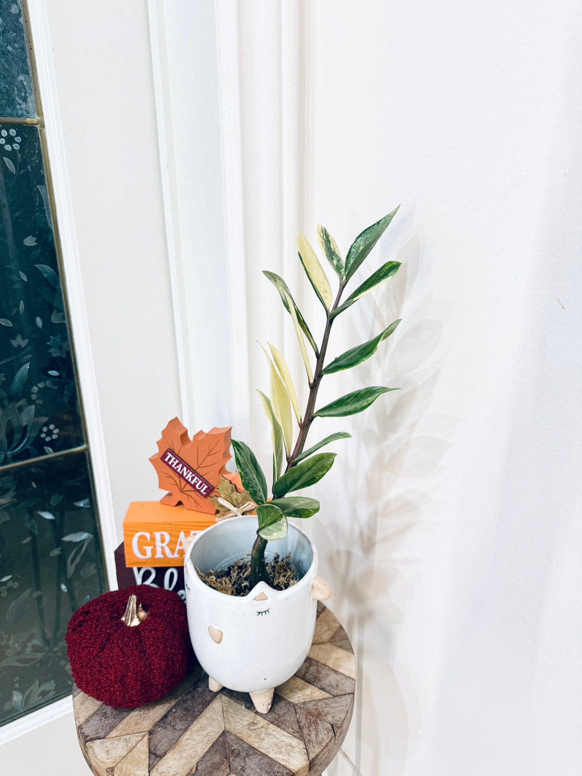 ZZPlant Aurea