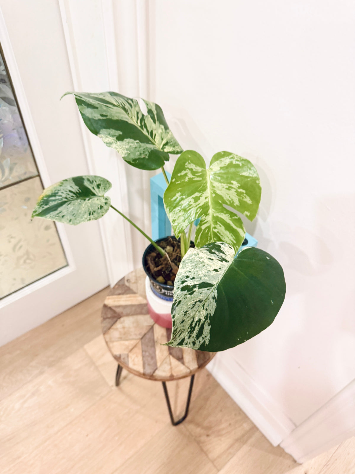Monstera Bulbasaur