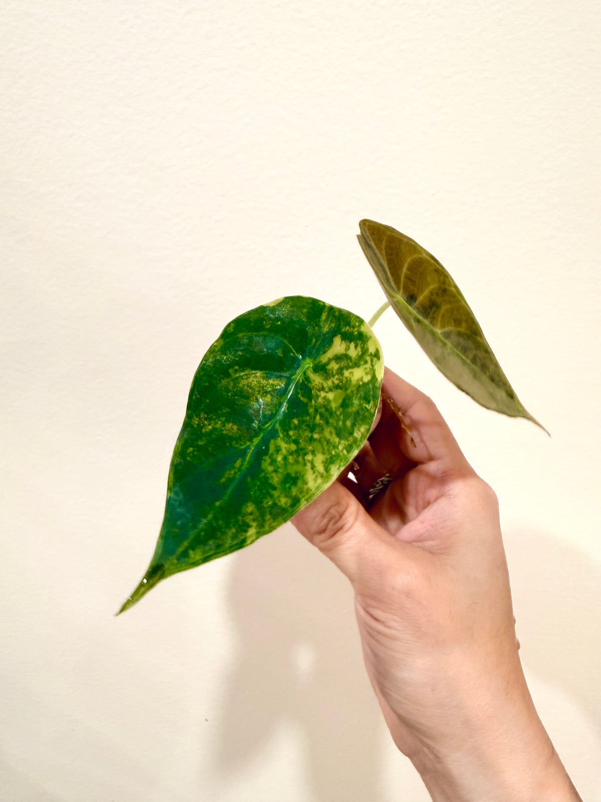 Alocasia Sedenii Aurea