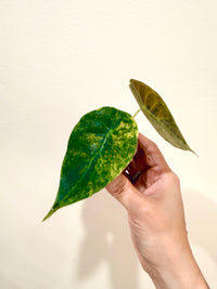 Alocasia Sedenii Aurea