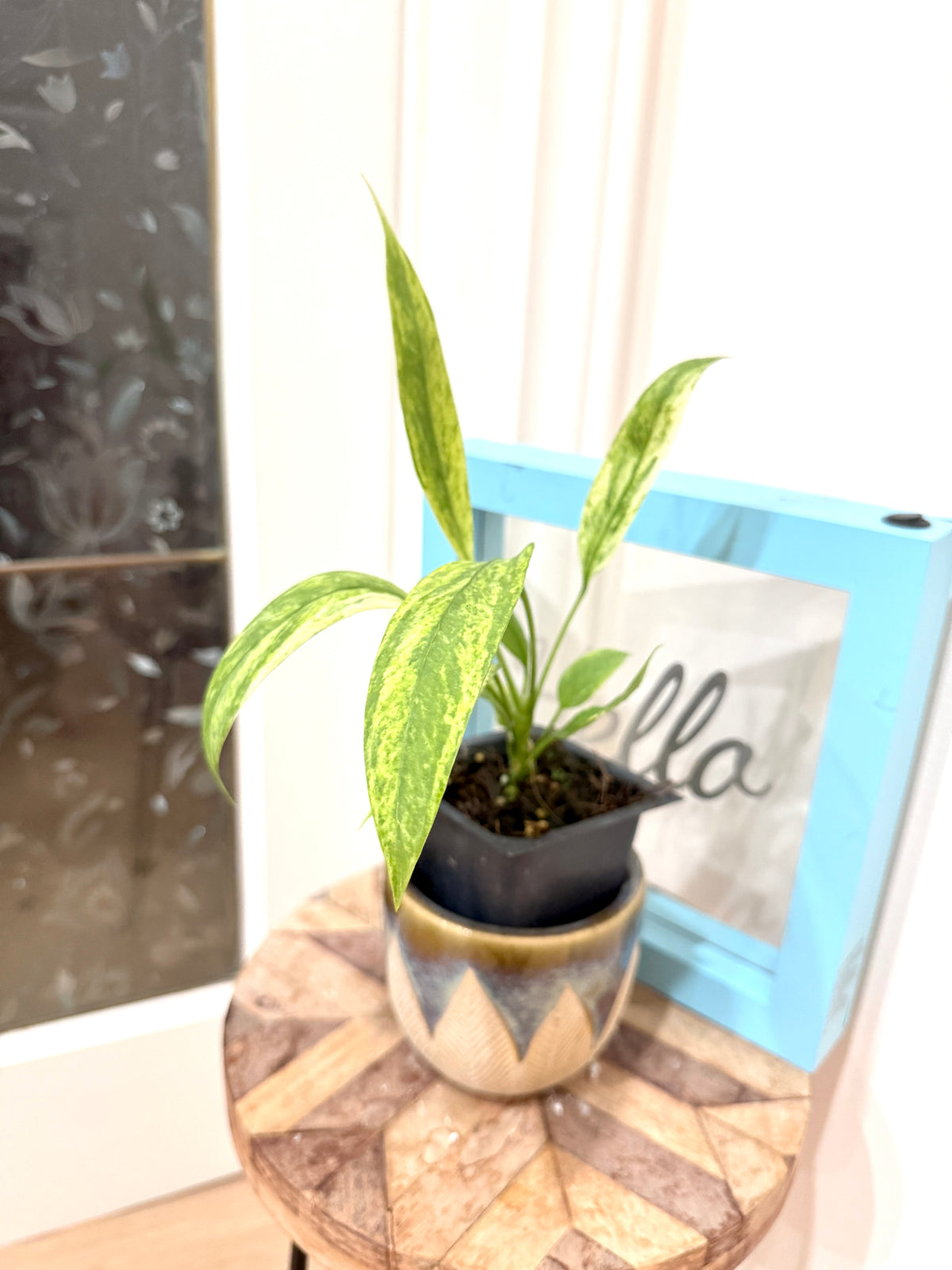 Anthurium Vittarifolium Variegated