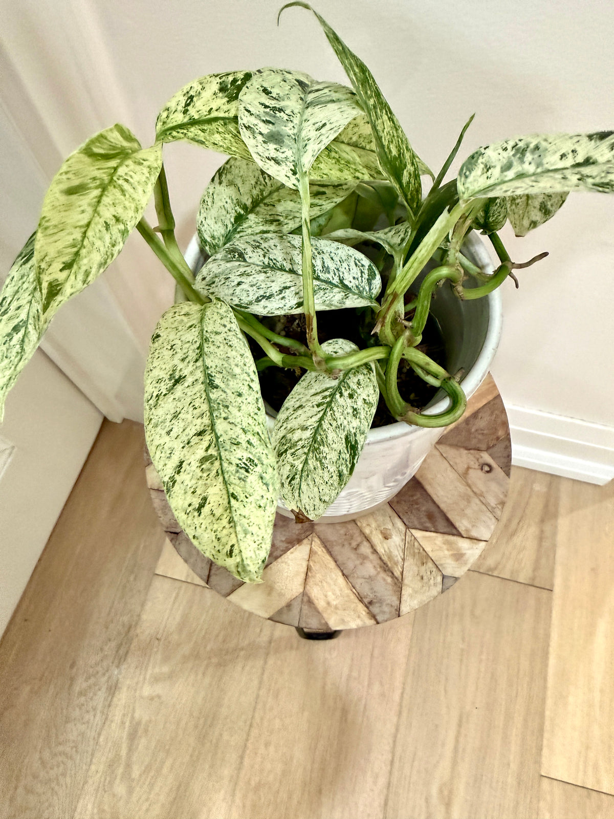 Rhaphidophora Gorilan variegated