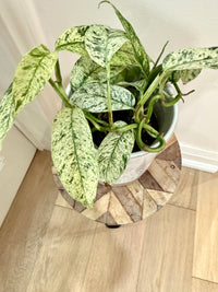 Rhaphidophora Gorilan variegated