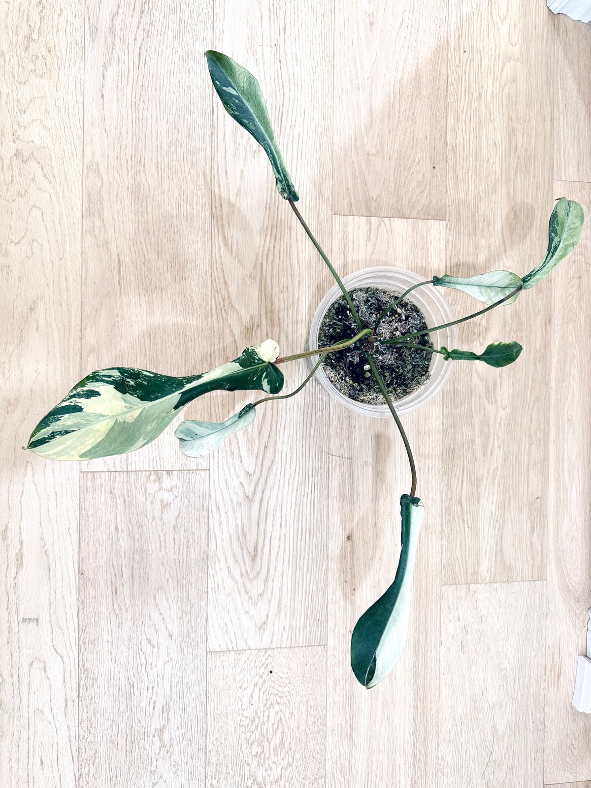 Philodendron Joepii Mint