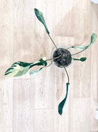 Philodendron Joepii Mint