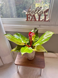 Philodendron Red Moon Variegated