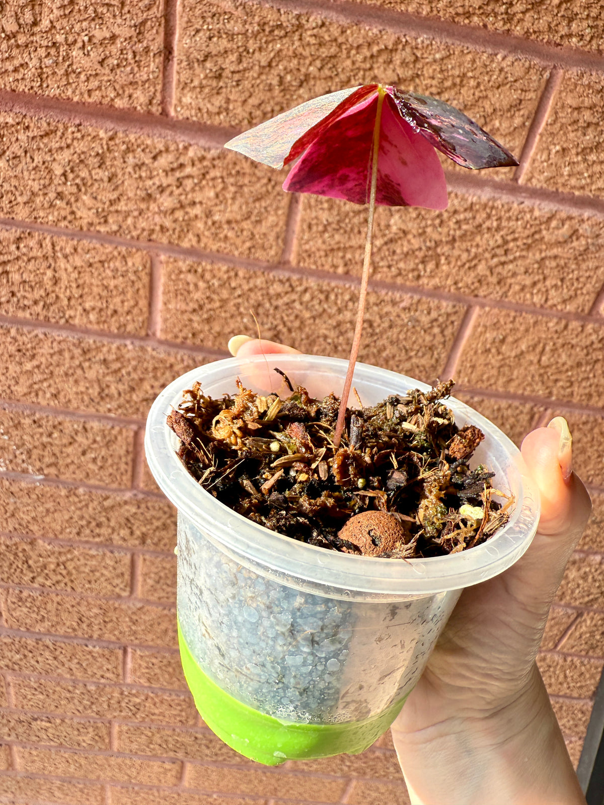 Oxalis Triangularis Variegated