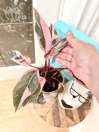 Philodendron Pink Princess Mutation