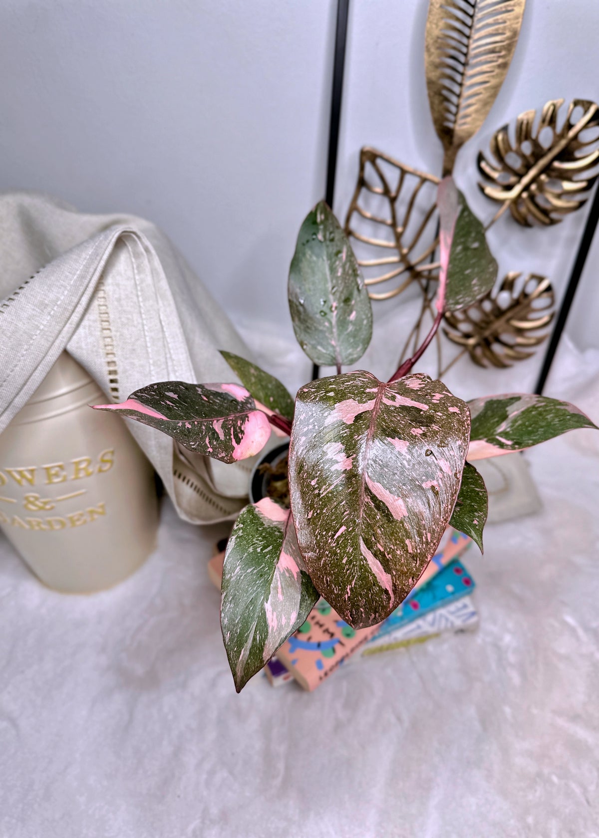 Philodendron Pink Princess Galaxy