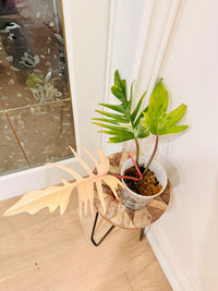 Philodendron Florida Beauty x Tortum 1