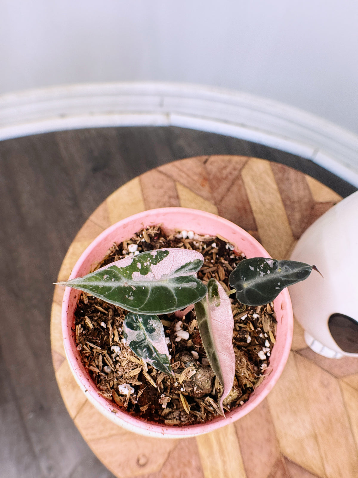 Alocasia Bambino Pink