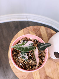 Alocasia Bambino Pink