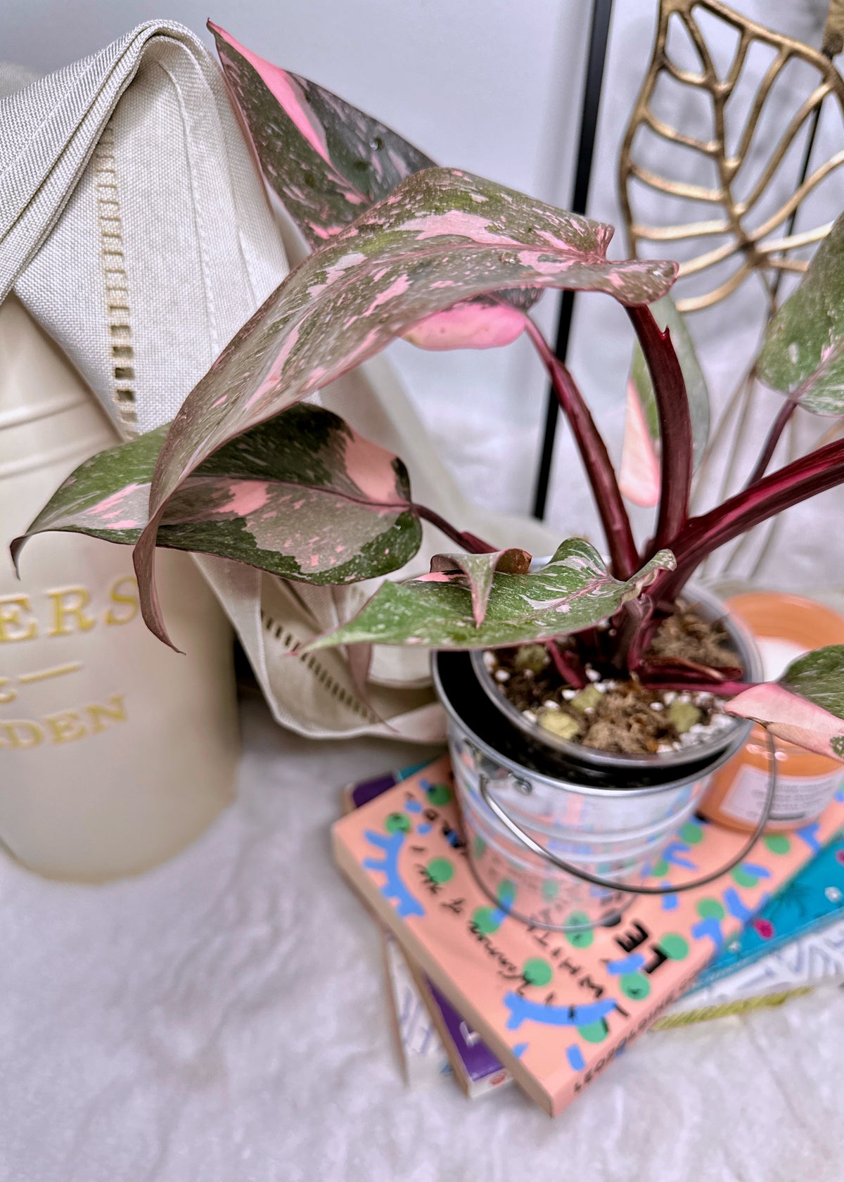 Philodendron Pink Princess Galaxy