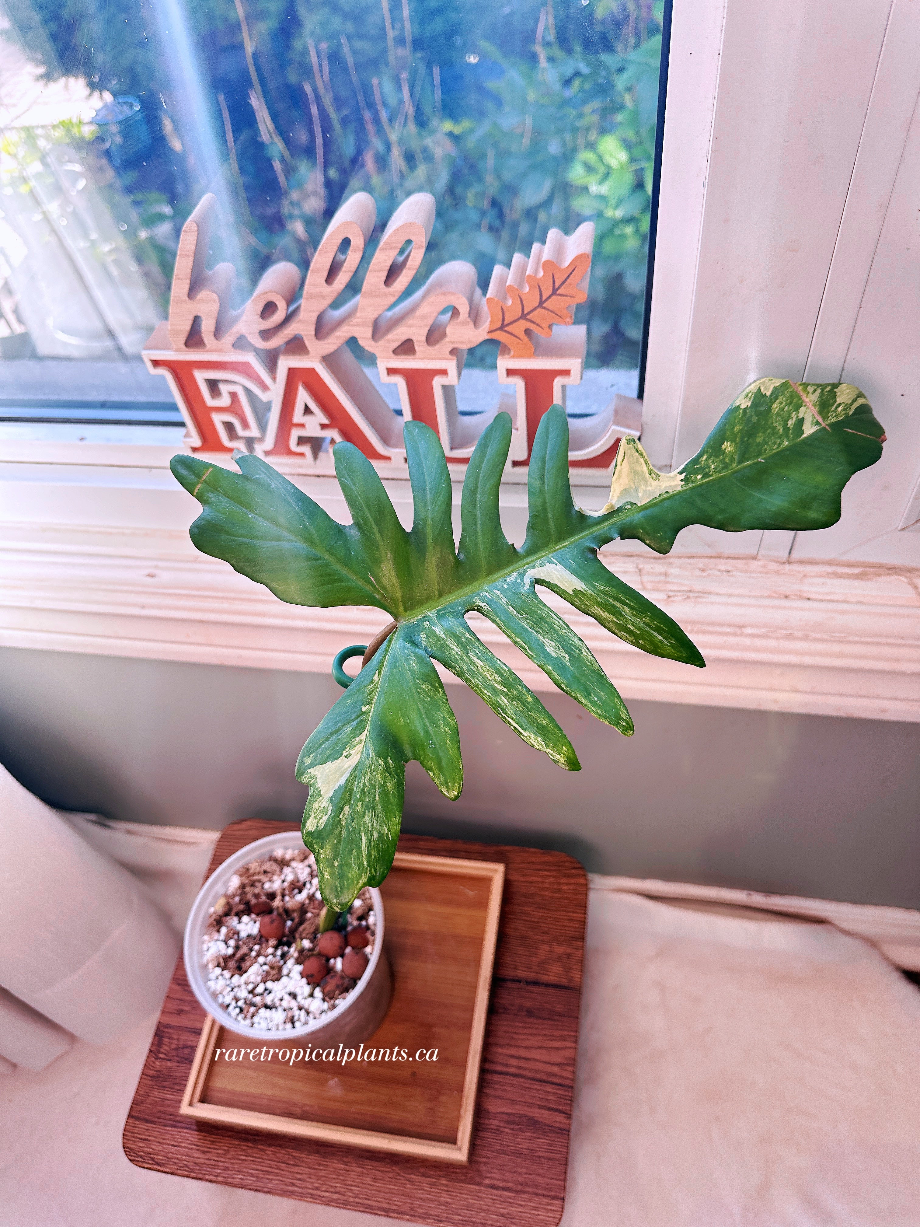 Philodendron Florida x Mayoi Kitina – Rare Tropical Plants Canada Philodendron Florida x Mayoi Kitina – Rare Tropical Plants Canada