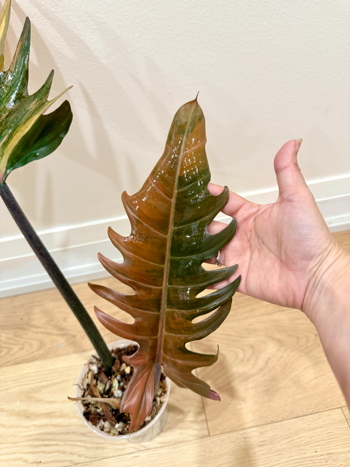 Philodendron Caramel Marble