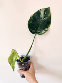 Monstera Jungle Mint