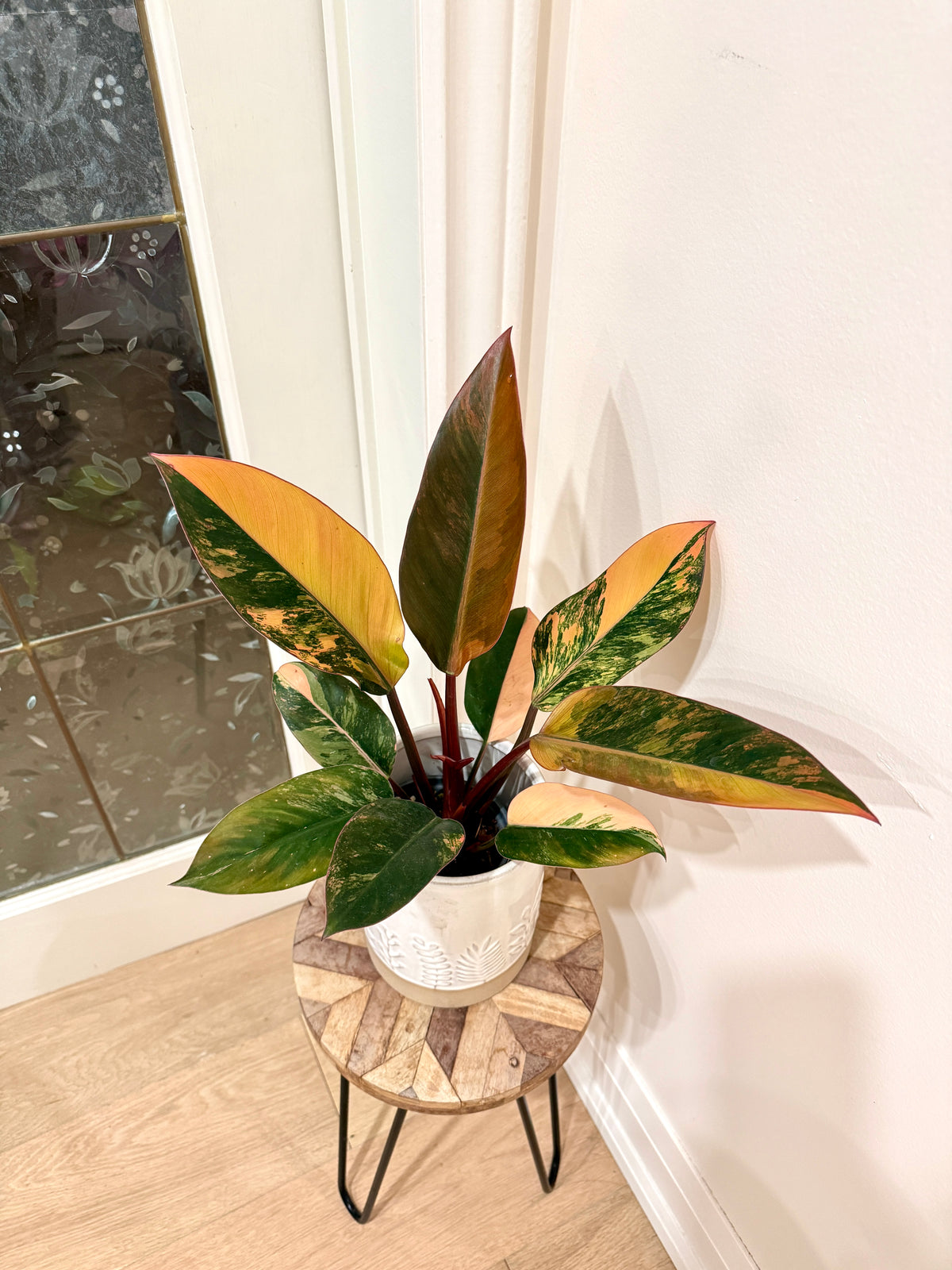 Philodendron Red Congo Variegated