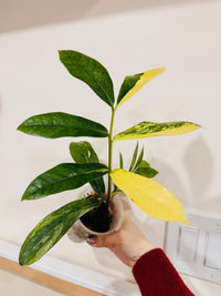 Giant ZZPlant Aurea