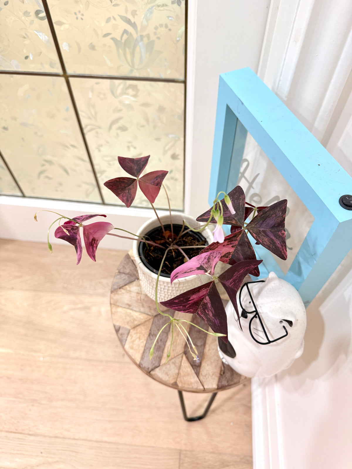 Oxalis Triangularis Variegated