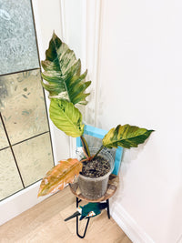 Philodendron Caramel Marble