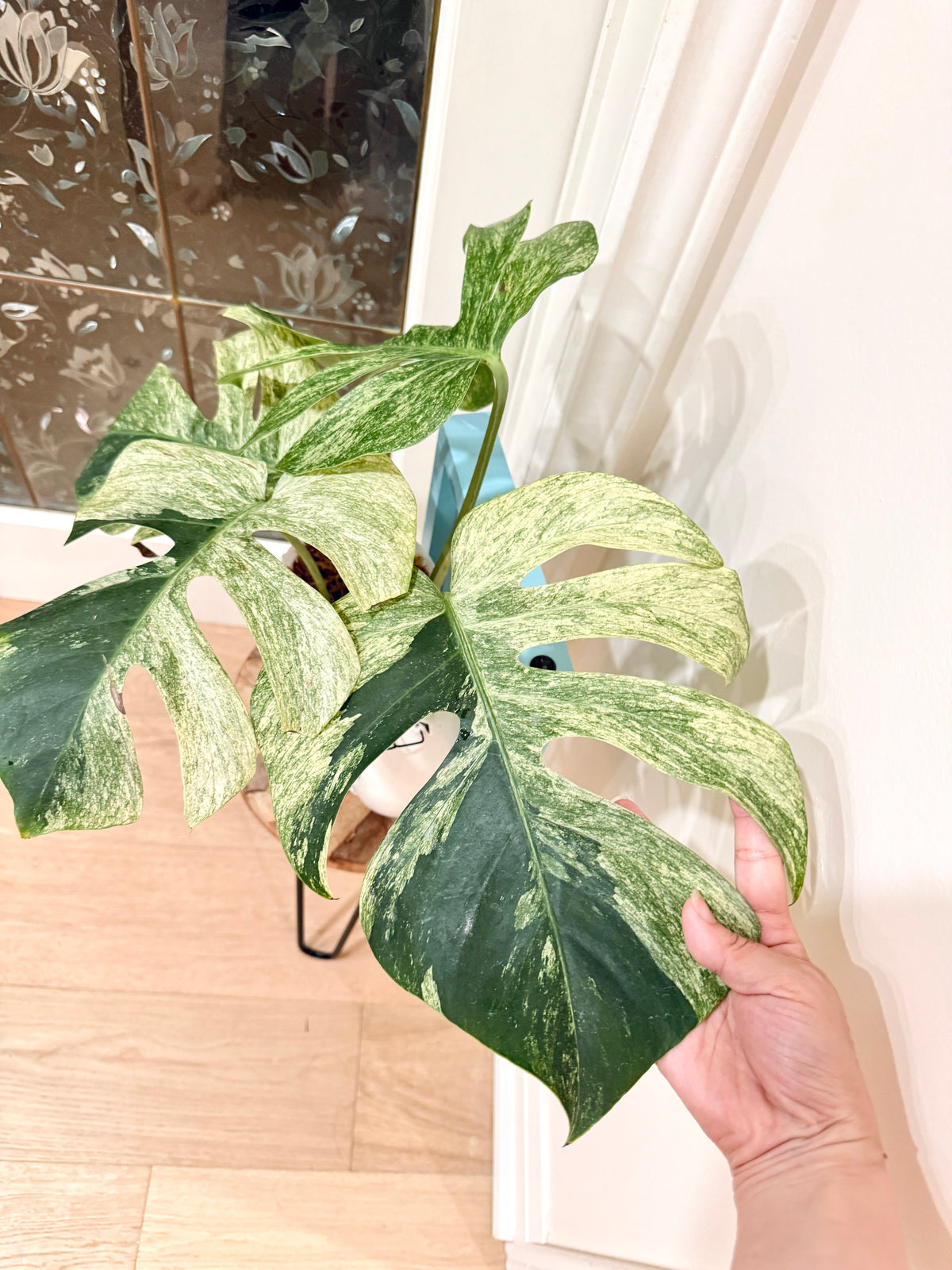 Monstera Jungle Mint