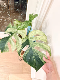 Monstera Jungle Mint