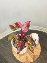 Philodendron Pink Princess Galaxy