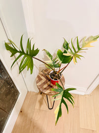 Philodendron Florida x Tortum