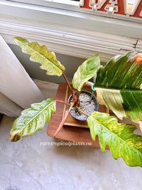 Philodendron Caramel Marble