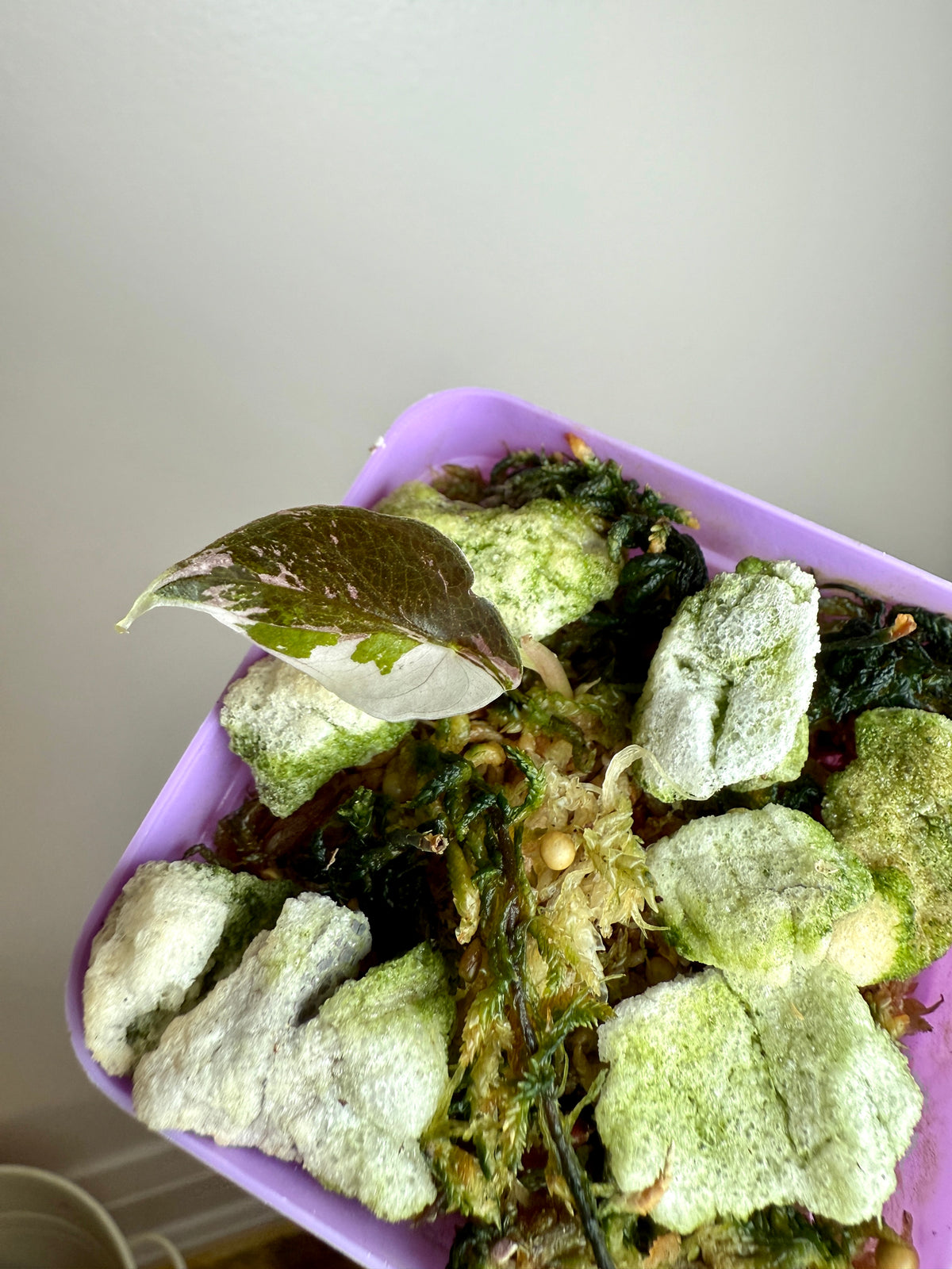 Alocasia Chantrieri Pink