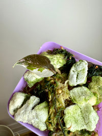 Alocasia Chantrieri Pink