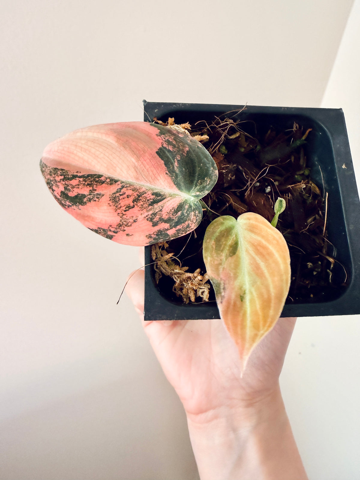 Philodendron Melanocrysum Orange "Bonfire"