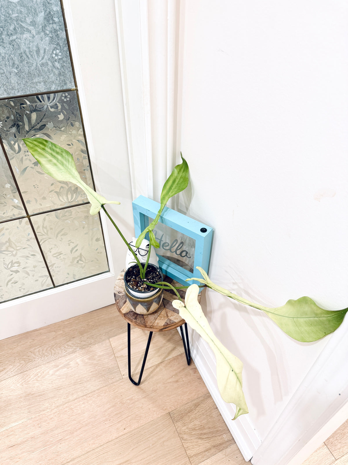 Philodendron Joepii Mint