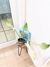 Philodendron Joepii Mint