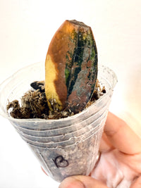 ZZ BLACK RAVEN VARIEGATED (Zamioculcas Zamiifolia Variegata)