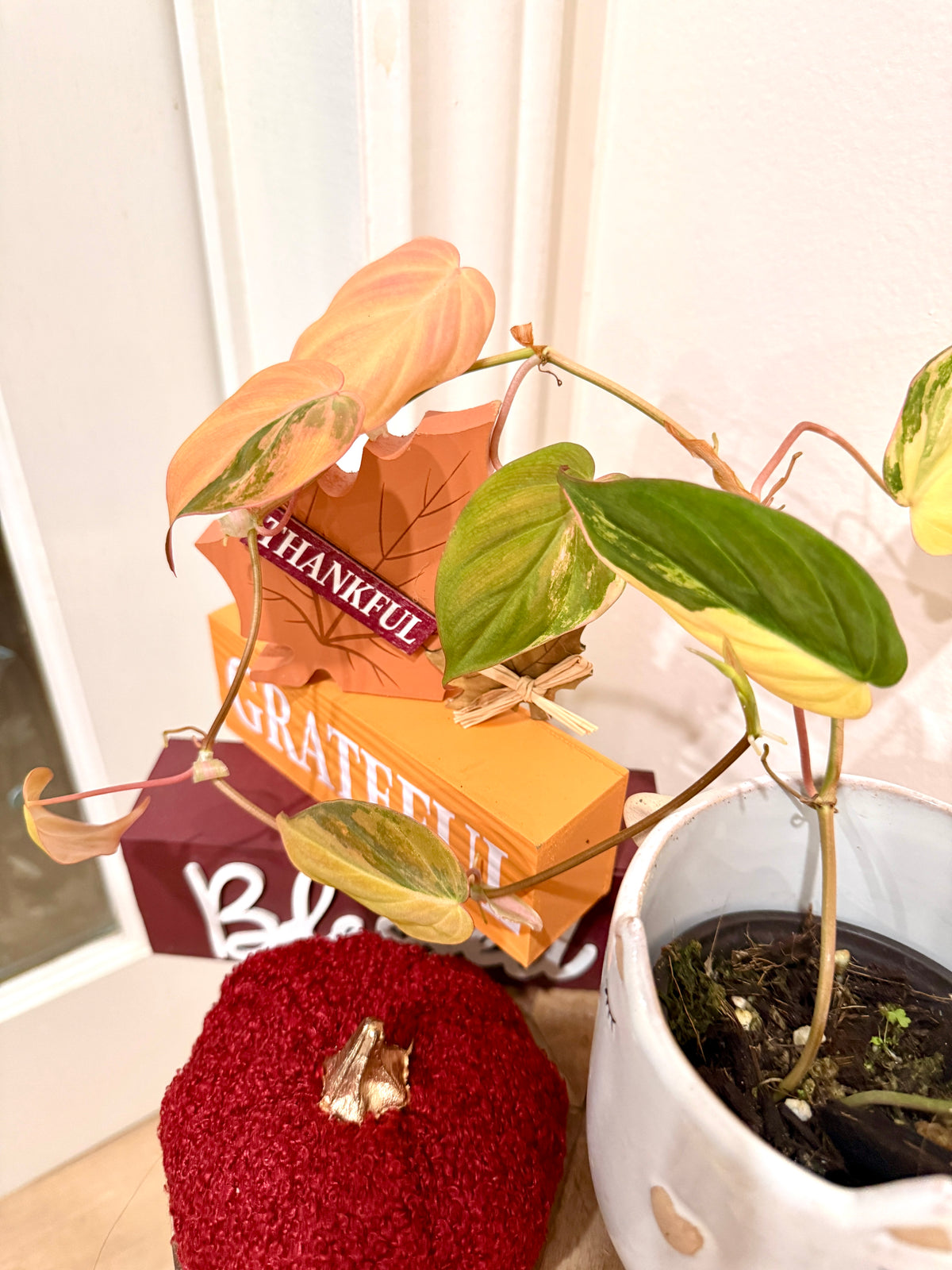 Philodendron Micans Variegated