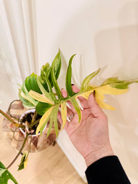 Philodendron Florida x Tortum