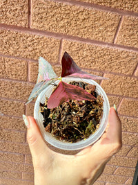 Oxalis Triangularis Variegated
