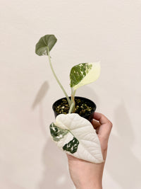 Alocasia Maharani Albo