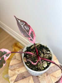 Philodendron Pink Princess Mutation