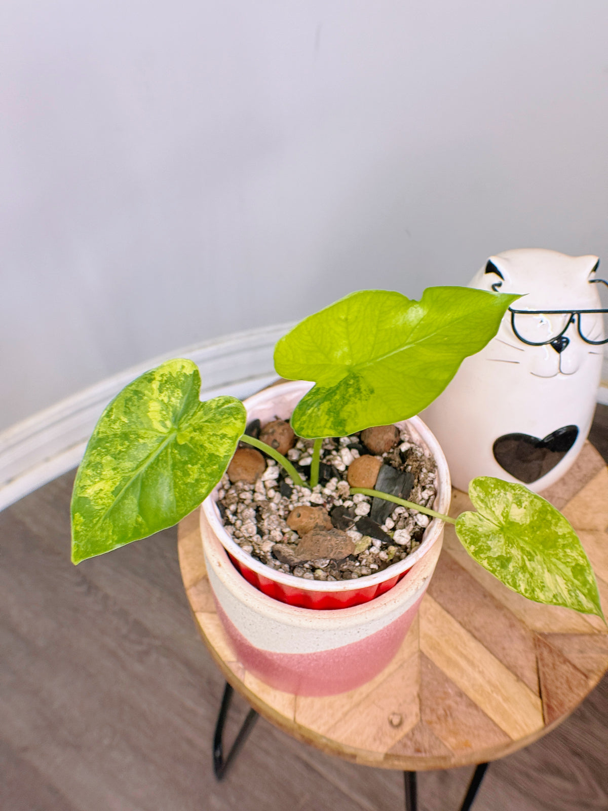 Alocasia Gageana Mint
