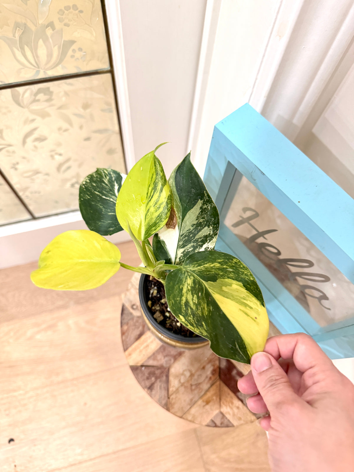 Philodendron White Wizard Tricolour