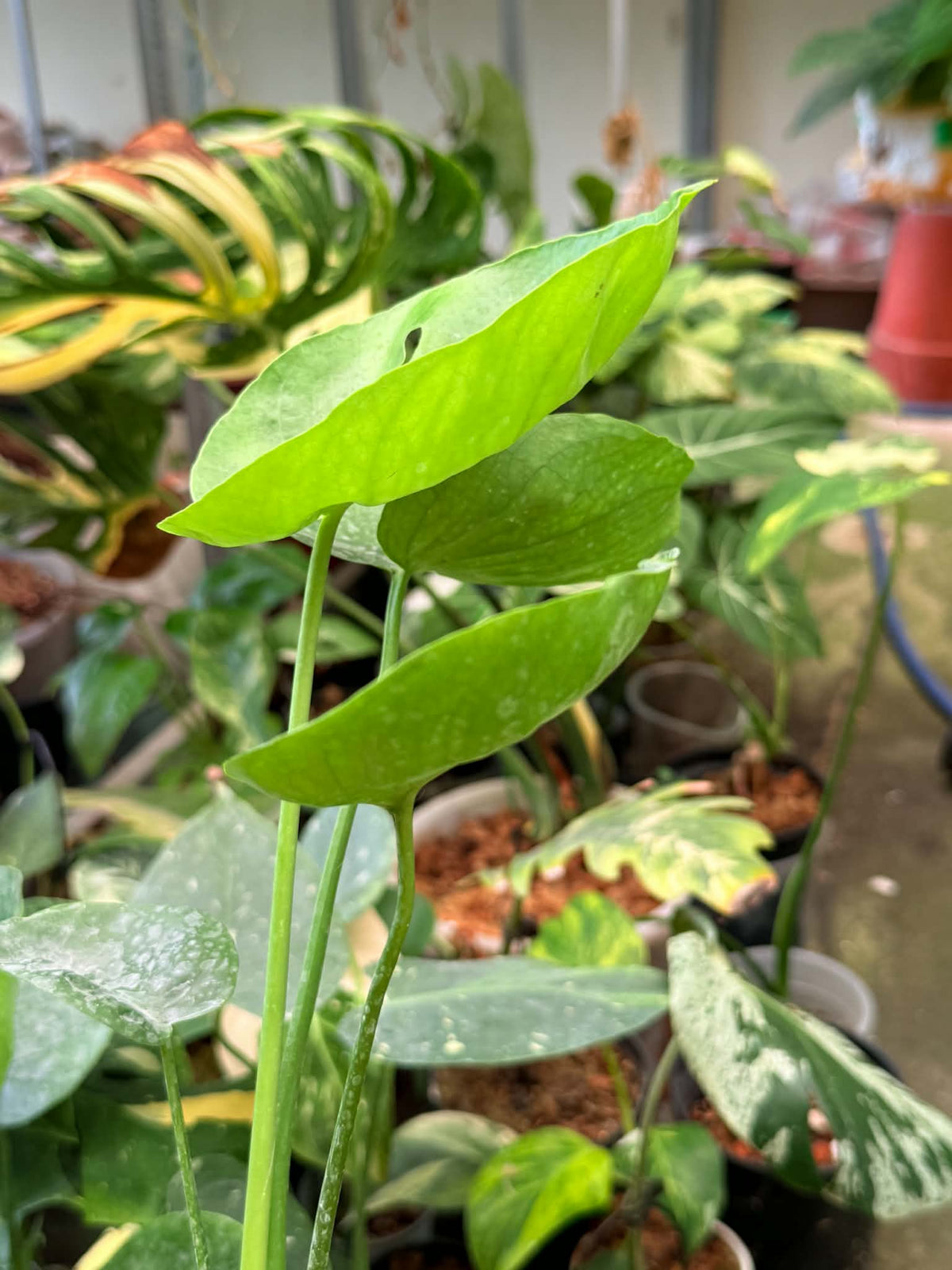 Alocasia Maharani Golden Lime