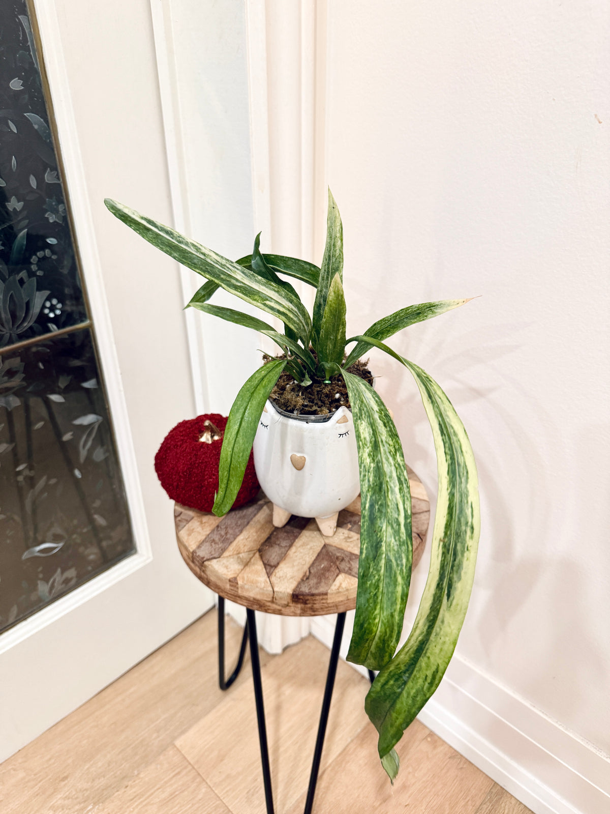 Anthurium Vittarifolium Variegated